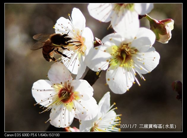 103/1/7 三廍賞梅區(水里)