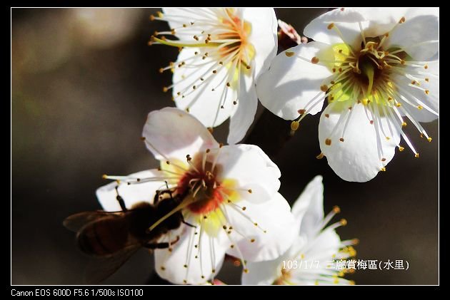 103/1/7 三廍賞梅區(水里)