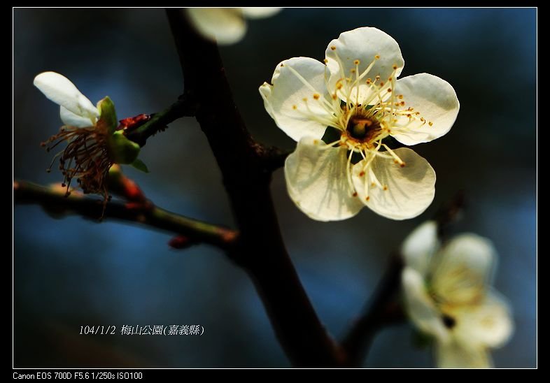 104/1/2 梅山公園(嘉義縣)