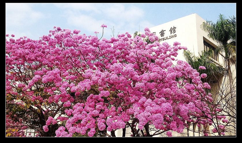 高雄師大風鈴花2