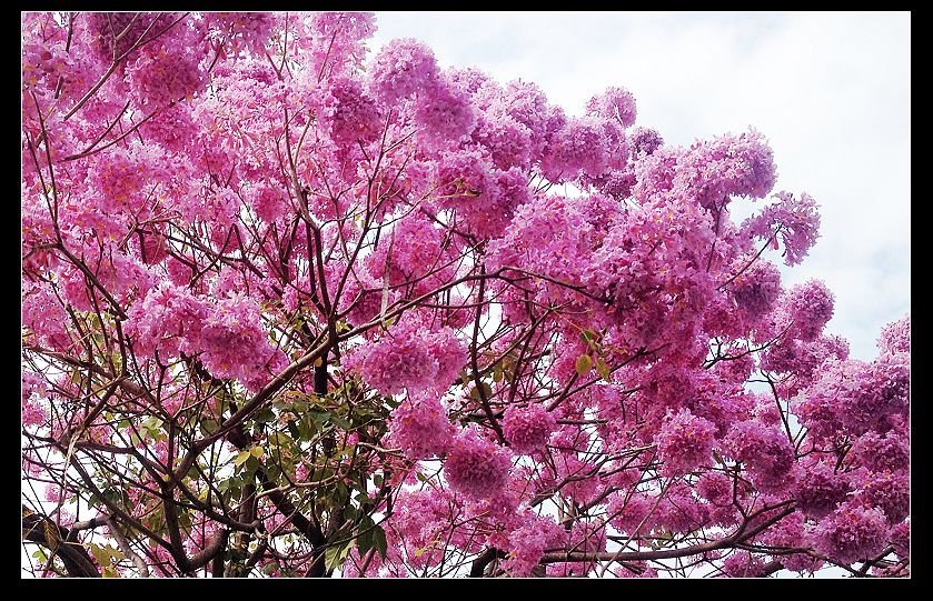 高雄師大風鈴花