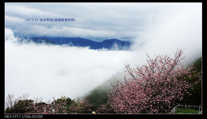 105/3/14 隙頂雲海(嘉義縣番路鄉)