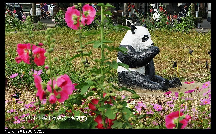 105/4/4 學甲蜀葵花 (台南市)