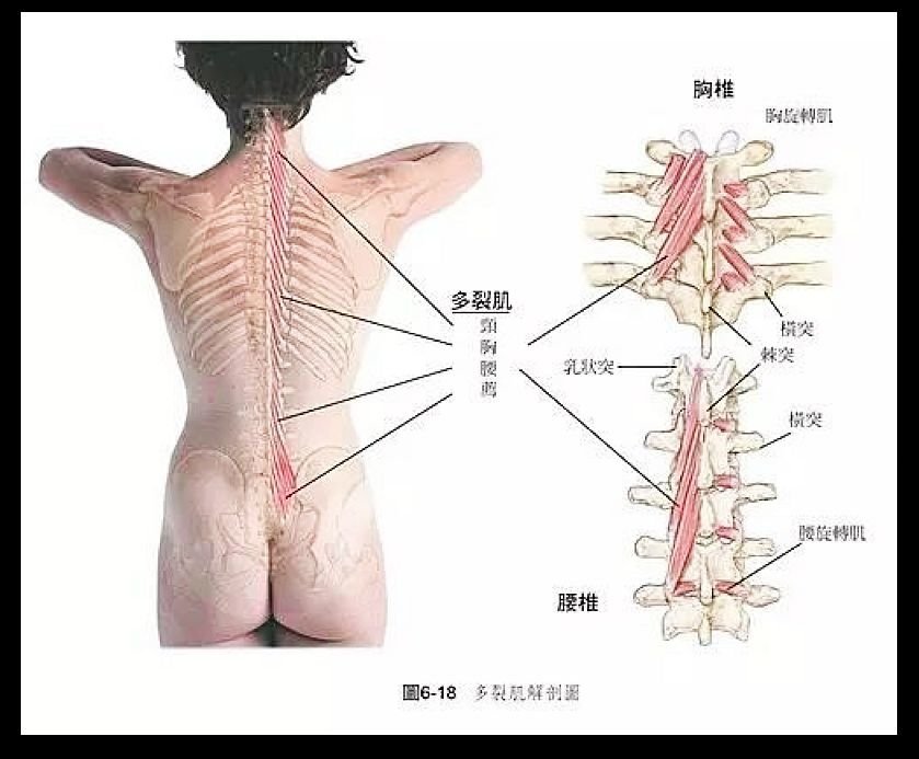 核心肌群拉龍骨