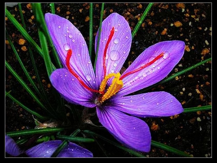 番紅花城（Safranbolu）