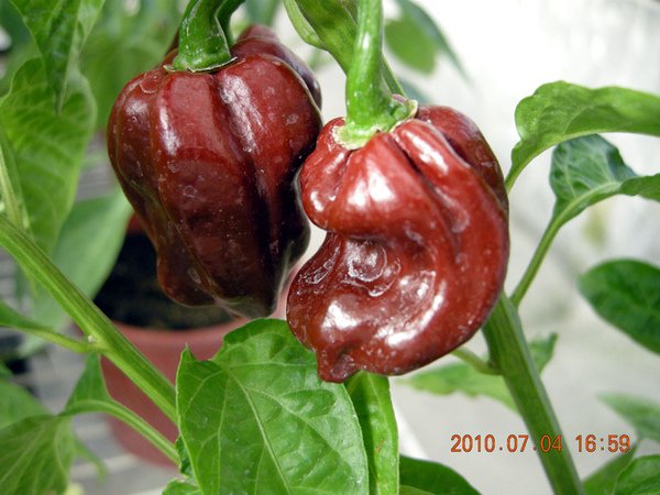 DSCN4680.JPG