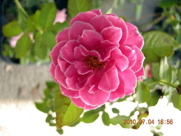 DSCN4668.JPG