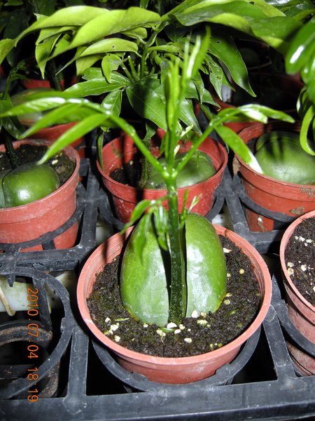 DSCN4728.JPG