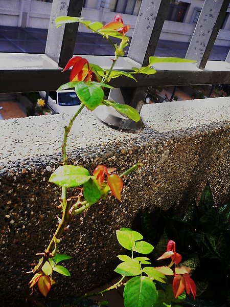 P1090801.JPG