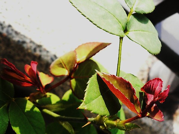 P1090820.JPG