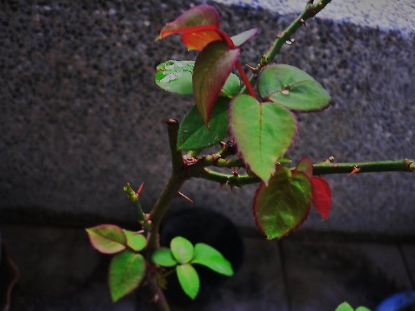 P1090900.JPG