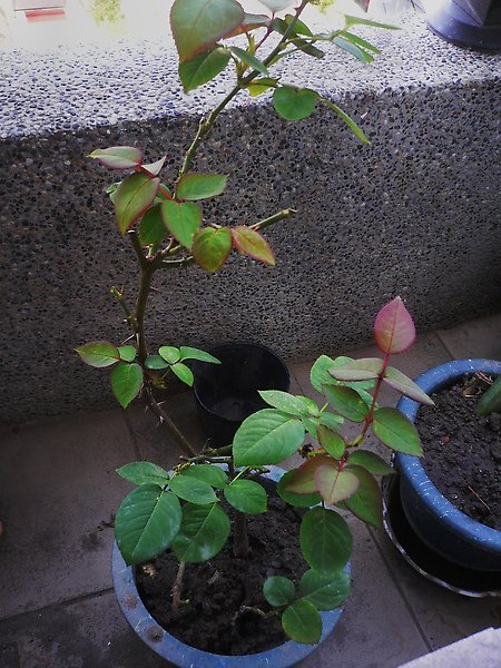 P1100079.JPG