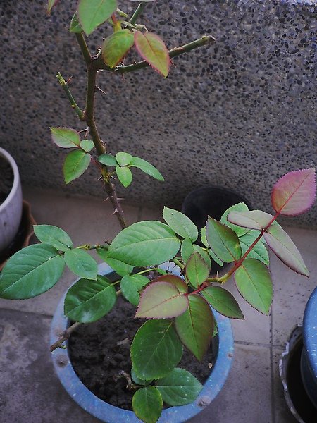 P1100081.JPG
