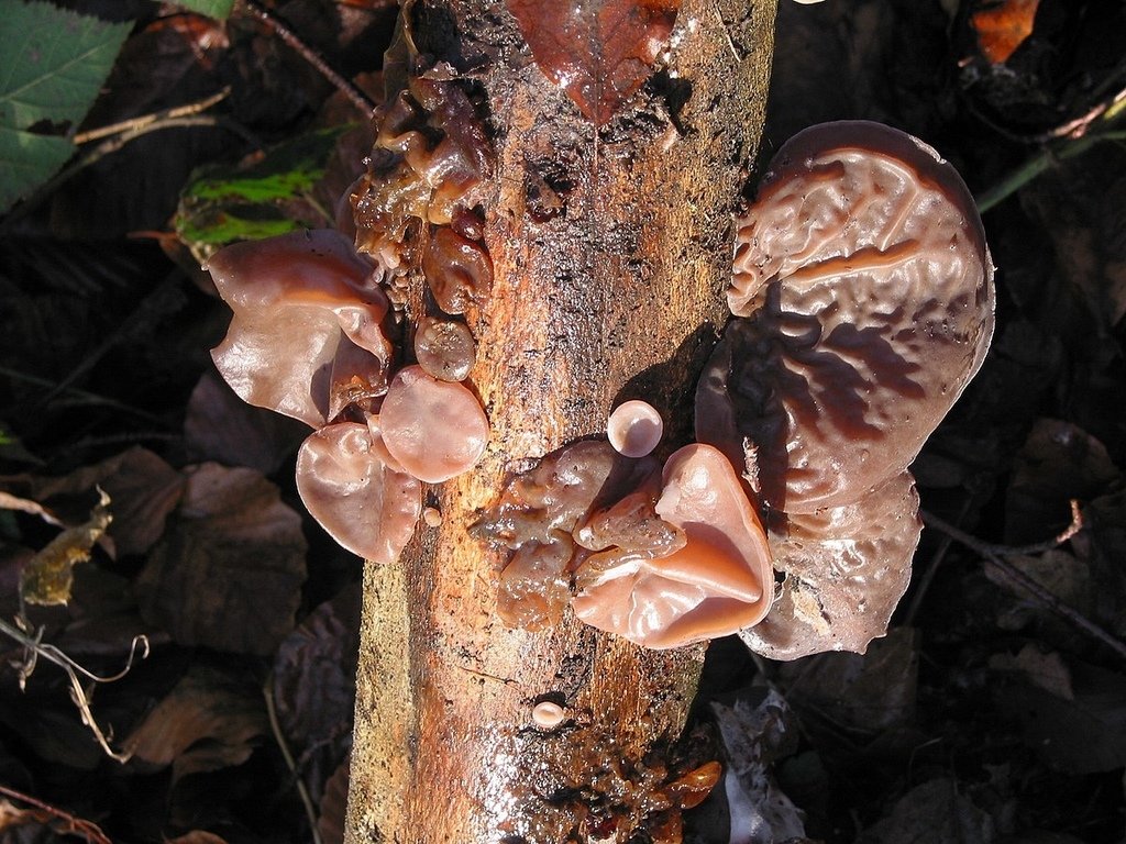 1200px-Auricularia_auricula-judae_JPG.jpg