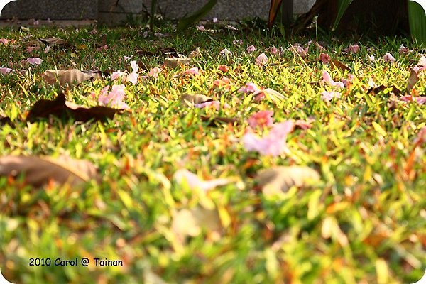 2010洋紅風鈴木 04.JPG