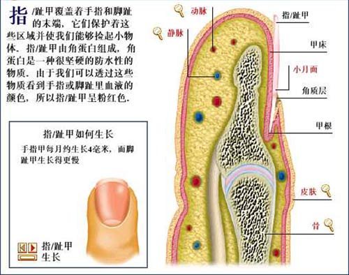 甲的結構