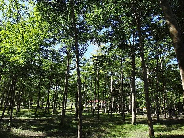 35.綠蔭林立