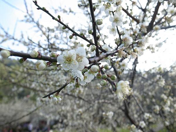 19.近賞梅花