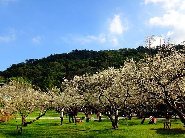 21.藍天綠地白梅好景緻