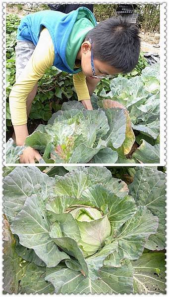 15.用力拔菜嘿!