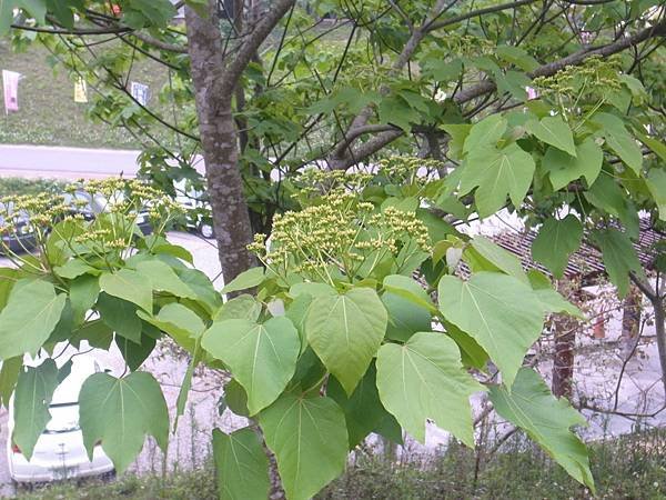 43.油桐花苞