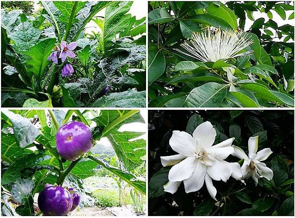 17.花與茄