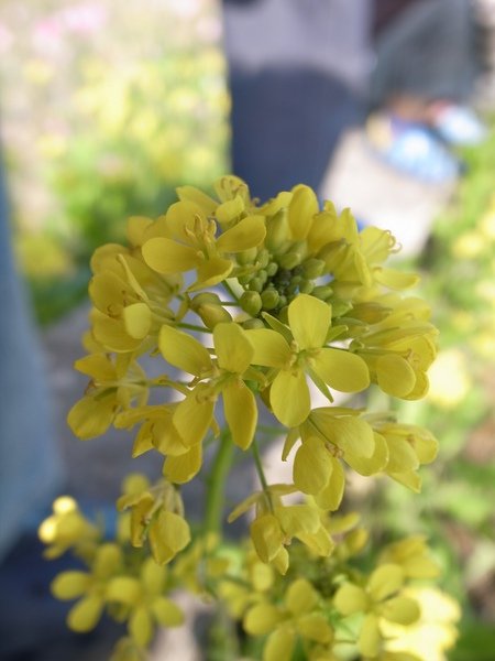 6油菜花近照.jpg