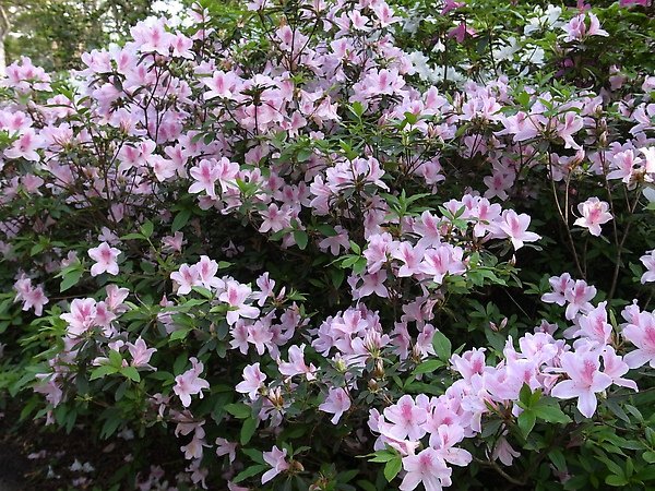 11.杜鵑花.jpg