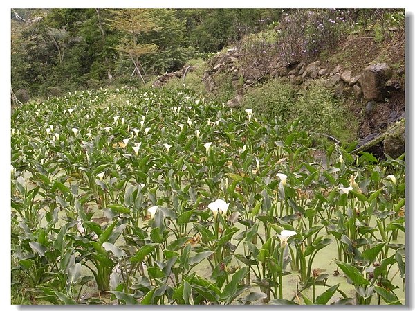 1-4水耕海芋田.jpg