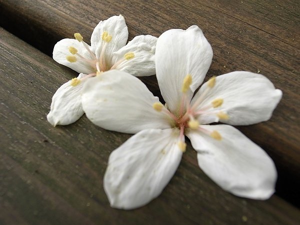 7.二朵油桐花.jpg
