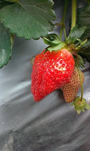 IMAG2407.jpg