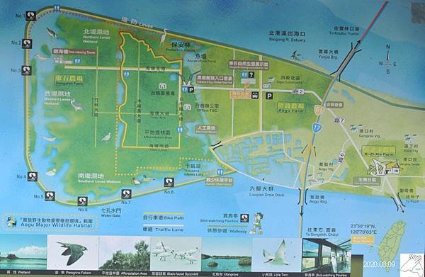 黃槿13.JPG