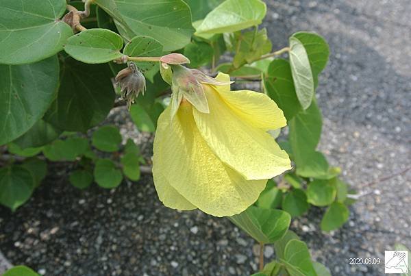 黃槿3.JPG