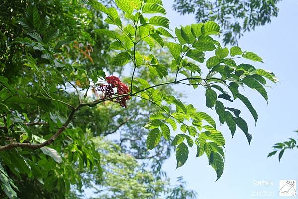 火筒樹1.JPG