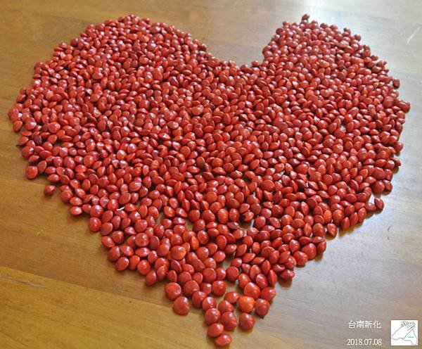孔雀豆1.JPG