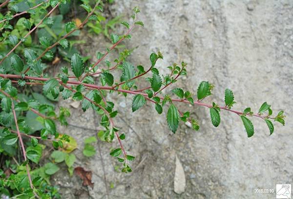 植物0211-1.jpg