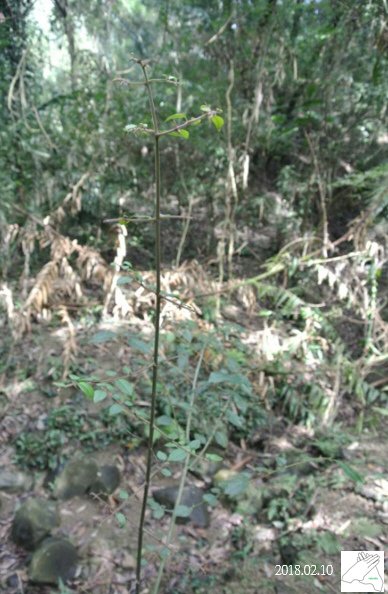 植物0211-13.jpg