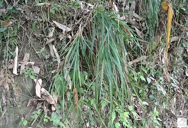 植物0211-17.jpg