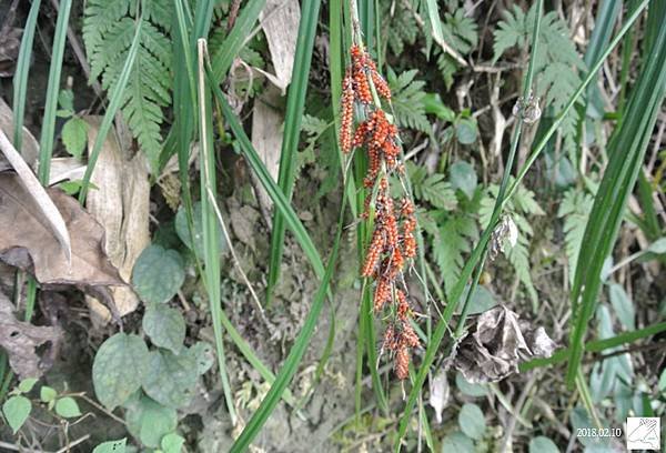 植物0211-18.jpg