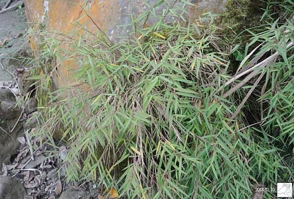植物0211-20.jpg