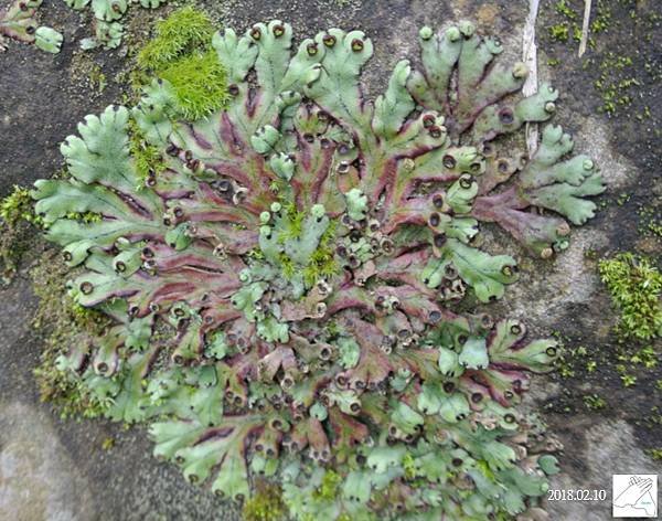 植物0211-23.jpg
