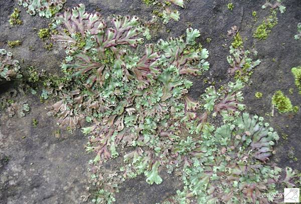 植物0211-22.jpg