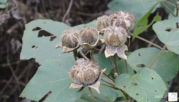 植物0211-26.jpg