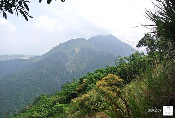 龜丹植物20201017-1.jpg