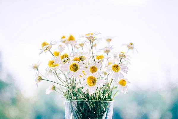 flowers-983897_1920.jpg