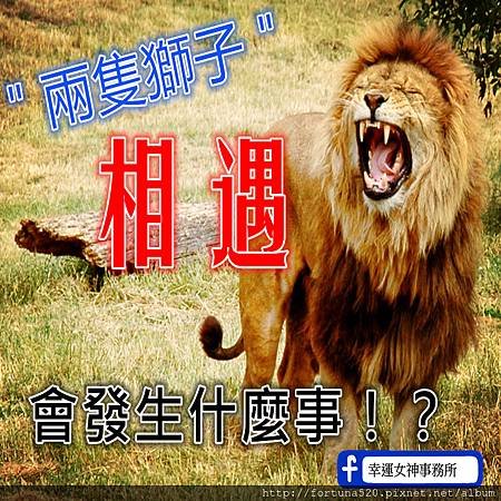 Just_one_lion_副本.jpg