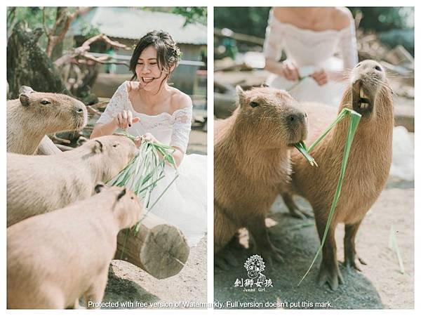 台南動物園頑皮世界_水豚個人婚紗.jpg