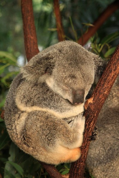 Koala_29.JPG