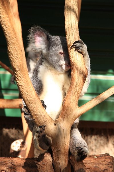 Koala_05.JPG