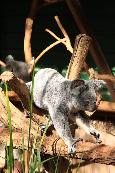 Koala_04.JPG